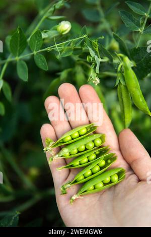 Mains tenant des pois fraîchement cueillis du jardin. Banque D'Images