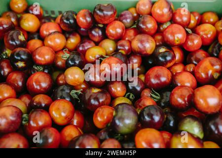 Des tomates multicolores de différentes tailles se trouvent dans une boîte sur le comptoir Banque D'Images