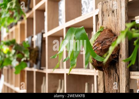 Beau platycérium, fougère en cornemuse, bois de cerf, feuilles en forme de corne de cerf sur le mur. Banque D'Images