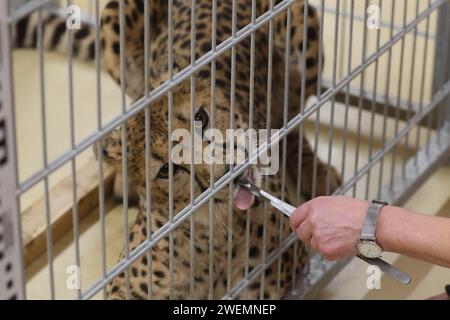 Erfurt, Allemagne. 26 janvier 2024. La gardienne d'animaux Susanne Meyer examine le guépard Djehuti lors de l'inventaire annuel lors de la conférence de presse d'aujourd'hui au parc zoologique dans la capitale de l'État. Selon le zoo, un total de 1088 animaux vivent dans le parc du zoo. Crédit : Bodo Schackow/dpa/Alamy Live News Banque D'Images