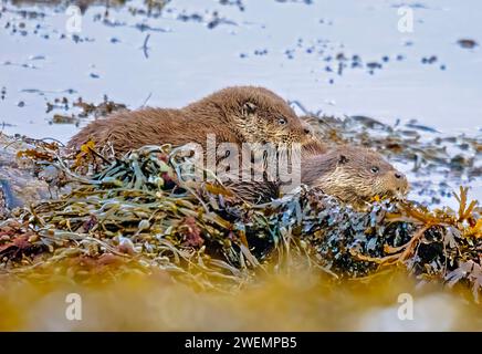 Passer du temps de qualité ÉCOSSE CETTE IMAGE HILARANTE montre une loutre femelle mignonne super excitée de voir son compagnon sur l'île de Mull, en Écosse, sur Januar Banque D'Images