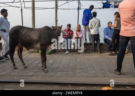 Mumbai, Maharashtra, Inde, Une vache et des indiens dans la rue, éditorial seulement. Banque D'Images