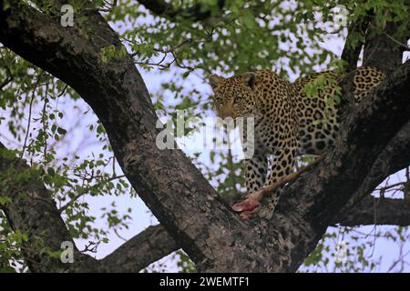 Léopard (Panthera pardus), adulte, dans l'arbre, avec proies, Sabi Sand Game Reserve, parc national Kruger, Afrique du Sud Banque D'Images