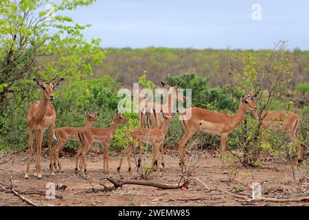 Antilope Heeler noir, (Aepyceros melampus), groupe, adulte, femelle, jeune, groupe de femelles avec des jeunes, mère avec des jeunes, parc national Kruger Banque D'Images