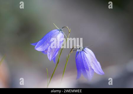 bellflower à feuilles rondes (Campanula rotundifolia), gros plan, photographie de la nature, Norvège, Tinn, Vestfold Banque D'Images