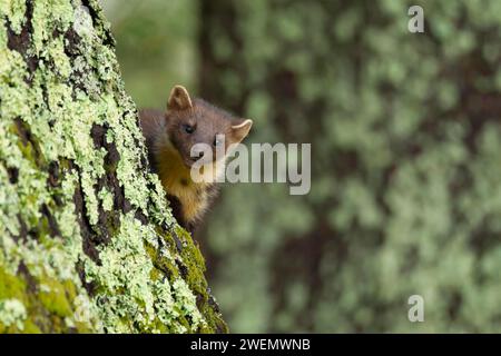 Martre de pin européen (Martes martes) adulte sur un tronc de pin écossais, Écosse, Royaume-Uni Banque D'Images