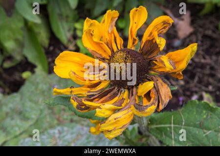 Coneflower flétri 'Irish Spring' (Rudbeckia hirta) en été, Québec, Canada Banque D'Images