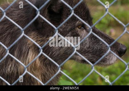 Loup gris (Canis lupus) photographié en captivité à travers une clôture en treillis métallique, Québec, Canada Banque D'Images