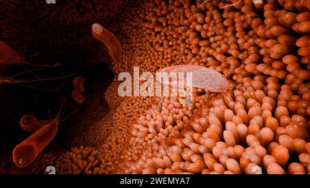 Surface des microvillosités du système digestif, villosités intestinales avec bactéries et virus. Villosités microscopiques, capillaires pour la digestion et l'absorption de foo Banque D'Images