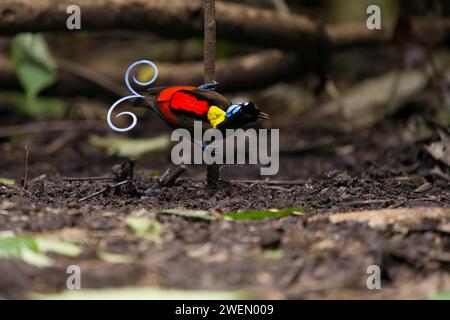 Oiseau de paradis de Wilson (Diphyllodes respublica), endémique des forêts tropicales de l'île de Waigeo, Nouvelle-Guinée Banque D'Images