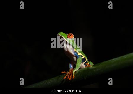 Agalychnis callidryas, communément appelée la grenouille aux yeux rouges, Costarica Banque D'Images