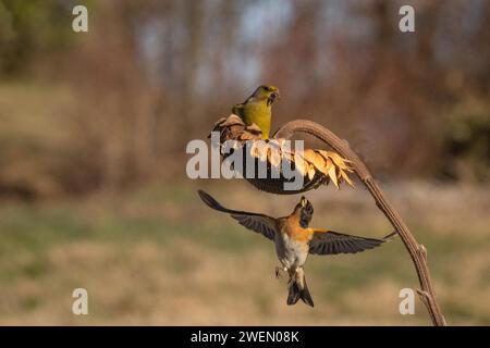 Fringilla montifringilla et Chloris chloris, Vercelli, Italie Banque D'Images