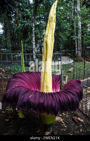 Bandung, Java Ouest, Indonésie. 26 janvier 2024. La fleur de cadavre géant, Amorphopallus Titanium, fleurit dans la zone de conservation du parc forestier IR Djuanda, Bandung. Cette fleur, qui fleurit avec une hauteur de 207 centimètres et un diamètre de 80 centimètres, est une plante qui est classée comme rare selon l'Union internationale pour la conservation de la nature / UICN et est protégée par le règlement gouvernemental numéro 7 de 1999 en Indonésie. Cette fleur est une plante de taro endémique à Sumatra, en Indonésie, qui est connue comme la plante avec les plus grandes fleurs dans le monde. (Image de crédit : © Dimas Rachmatsya Banque D'Images