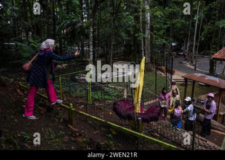 Bandung, Java Ouest, Indonésie. 26 janvier 2024. Les visiteurs voient la plante florale de cadavre géant, Amorphopallus Titanium, dans la zone de conservation du parc de la grande forêt IR Djuanda, Bandung. Cette fleur, qui fleurit avec une hauteur de 207 centimètres et un diamètre de 80 centimètres, est une plante qui est classée comme rare selon l'Union internationale pour la conservation de la nature / UICN et est protégée par le règlement gouvernemental numéro 7 de 1999 en Indonésie. Cette fleur est une plante de taro endémique à Sumatra, en Indonésie, qui est connue comme la plante avec les plus grandes fleurs dans le monde. (Image de crédit : © Dim Banque D'Images