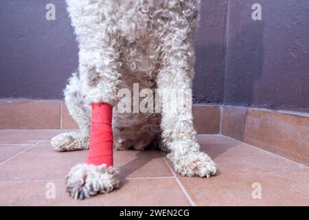 gros plan d'un chien blessé à la jambe bandée Banque D'Images