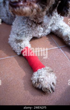 gros plan d'un chien blessé à la jambe bandée Banque D'Images