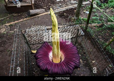 Bandung, Java Ouest, Indonésie. 26 janvier 2024. La fleur de cadavre géant, Amorphopallus Titanium, fleurit dans la zone de conservation du parc forestier IR Djuanda, Bandung. Cette fleur, qui fleurit avec une hauteur de 207 centimètres et un diamètre de 80 centimètres, est une plante qui est classée comme rare selon l'Union internationale pour la conservation de la nature / UICN et est protégée par le règlement gouvernemental numéro 7 de 1999 en Indonésie. Cette fleur est une plante de taro endémique à Sumatra, en Indonésie, qui est connue comme la plante avec les plus grandes fleurs dans le monde. (Image de crédit : © Dimas Rachmatsya Banque D'Images