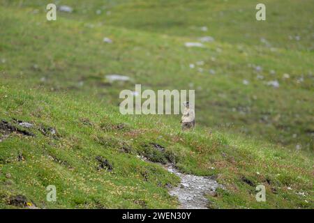 Une marmotte alpine dans une prairie par une journée ensoleillée en été dans le Tyrol du Sud (Italie) Banque D'Images