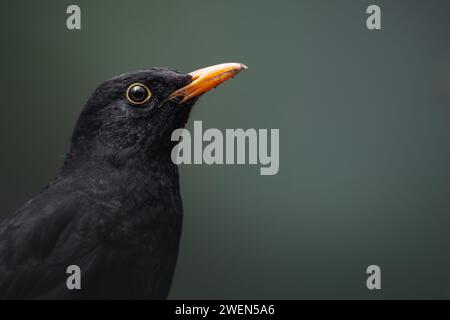 Portrait d'un oiseau noir commun mâle (Turdus merula). Environnement Moody dans la forêt sombre de Belgique. Blackbird dans un environnement naturel. Banque D'Images