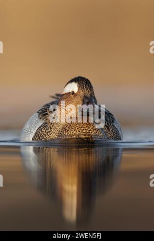 Oiseau Garganey ( spatule querquedula ) dans la première lumière, goldenhour. Garganey mâle en milieu naturel dans un petit lac au printemps. Banque D'Images