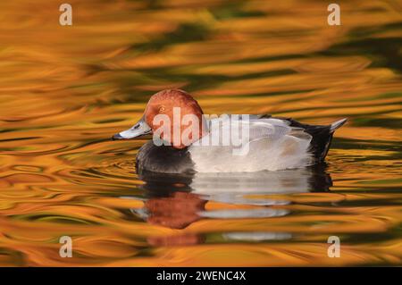 Pochard commun Aythya ferina, mâle nageant sur le lac avec des reflets d'arbres surplombants aux couleurs d'automne, novembre. Banque D'Images