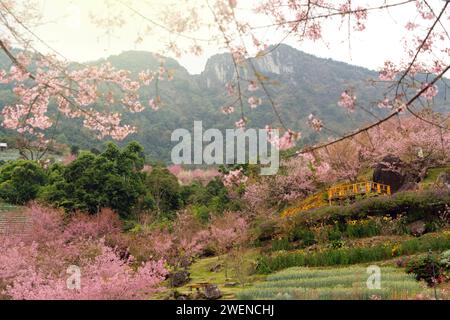 Fleurs de cerisier de Sukura en fleurs au parc national de Doi Inthanon. Banque D'Images