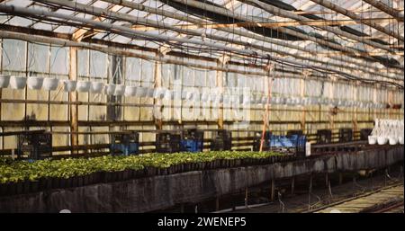 Agriculture - pots triés avec des semis en serre Banque D'Images