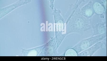 gros plan de bactéries se déplaçant au microscope Banque D'Images