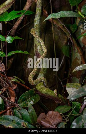 Cils Palm-Pitviper (Bothriechis schlegelii) de Lagarto, Costa Rica. Banque D'Images