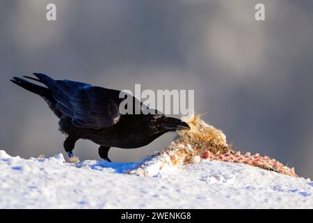 Corbeau commun (Corvus corax) se nourrissant de la carcasesse d'un renard roux. Photo de Telemark, sud de la Norvège. Banque D'Images