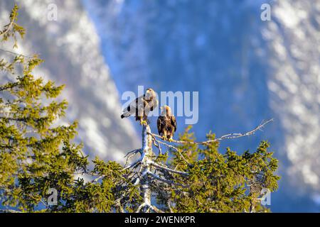 Paire d'aigles dorés (Aquilla chrysaetos) en sommet d'arbre. Photo de Telemark, Norvège. Banque D'Images