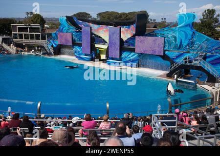 SeaWorld San Diego est un parc à thème situé à Mission Bay, San Diego, Californie, États-Unis. Il organise de multiples spectacles de baleines quotidiens controversés. Banque D'Images