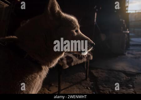 husky sibérien chien de race mixte gardant sa maison Banque D'Images