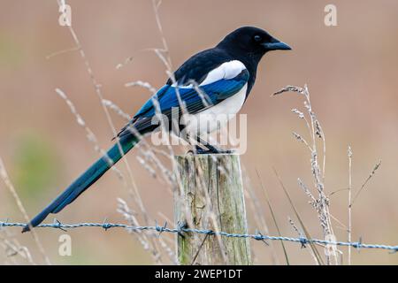 Pie eurasienne / pie commune (Pica pica) perchée sur un poteau de clôture avec des fils barbelés le long des prairies / pâturages Banque D'Images