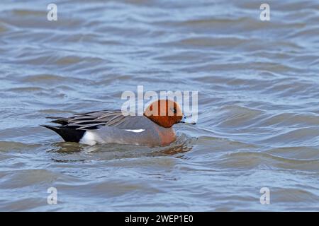 Wigeon eurasien / Wigeon européen (Mareca Penelope / Anas penelope) canard dabbling mâle nageant dans l'étang en hiver (janvier) Banque D'Images