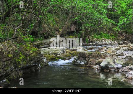 Un ruisseau paisible serpente à travers une forêt dense, avec la lumière du soleil s'étalant à travers la canopée sur les rives rocheuses du ruisseau. Banque D'Images
