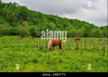 Une jument châtaignier avec une crinière blanche prend tendrement soin de son poulain dans un champ vert vibrant, avec d'autres chevaux paissant à proximité. Banque D'Images