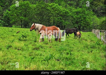 Une jument châtaignier avec une crinière blanche prend tendrement soin de son poulain dans un champ vert vibrant, avec d'autres chevaux paissant à proximité. Banque D'Images