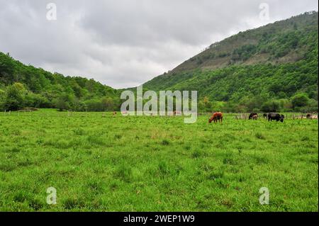 Une jument châtaignier avec une crinière blanche prend tendrement soin de son poulain dans un champ vert vibrant, avec d'autres chevaux paissant à proximité. Banque D'Images