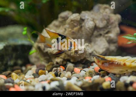 La vie de l'eau de RAM cichlid dans l'aquarium Banque D'Images