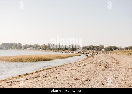 une plage de sable près de l'eau avec une forêt luxuriante en arrière-plan Banque D'Images