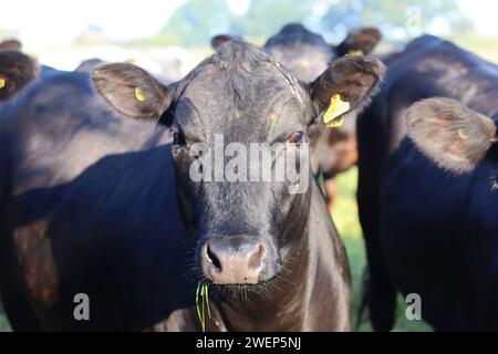 Vache noire avec de l'herbe suspendue à sa bouche, regardant la caméra Banque D'Images