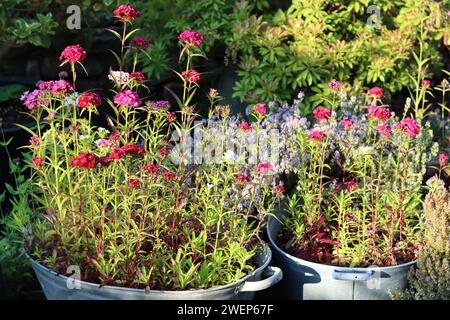 Baignoires galvanisées vintage utilisées comme récipients à plantes, remplies de fleurs de dianthus, entourées de jardinières sur un patio Banque D'Images