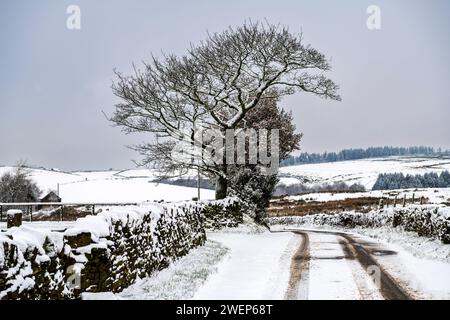 La neige tombe sur les arbres autour du Lancashire Moorland de Rivington et Anglezarke Angleterre Royaume-Uni Banque D'Images