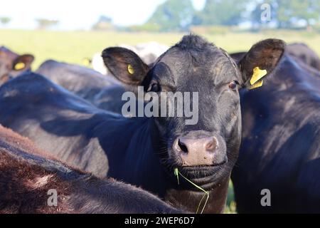 Vache noire avec de l'herbe suspendue à sa bouche, regardant la caméra Banque D'Images