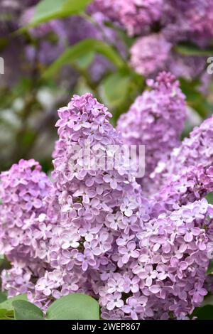 Lilas pourpre luxuriant dans le jardin de printemps à l'heure dorée, feuilles vertes, arbre en fleurs, jolies fleurs parfumées, branche d'arbre. Banque D'Images