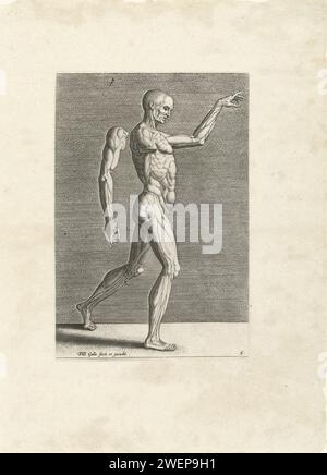 Ecorché, à droite., 1589 tirage Ecorché, de profil à droite. Le bras gauche est séparé du corps. L'impression fait partie d'une série de treize parties sur les fondements du dessin. Gravure sur papier modèle anatomique des muscles, muscle-man, 'Ã©corchÃ©' Banque D'Images