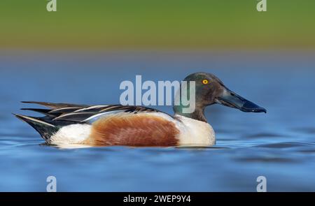 Mâles Northern Pelles (Spatula clypeata) nageant fièrement dans l'étang d'eaux bleues en plumage complet de reproduction Banque D'Images