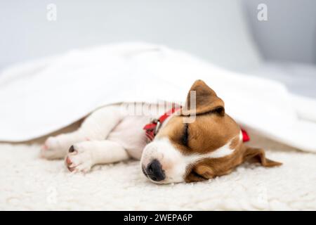 Jack russell terrier chiot avec collier rouge dort sous drap blanc sur tapis blanc en gros plan Banque D'Images