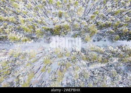 Forêt d'hiver enneigée vue aérienne de dessus. Banque D'Images